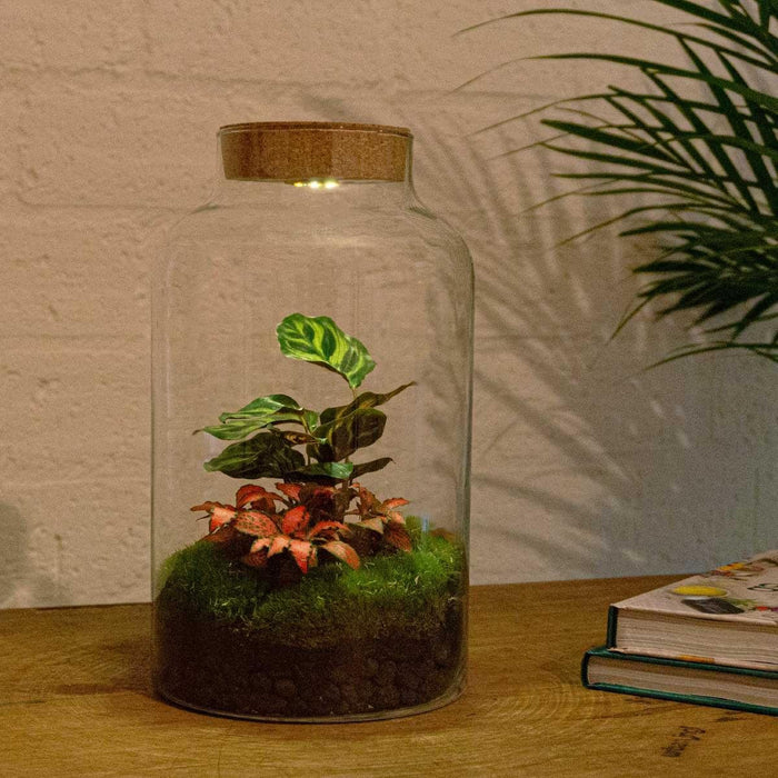 DIY Terrarium Kit - Mila