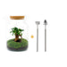 DIY Terrarium Kit - Mila