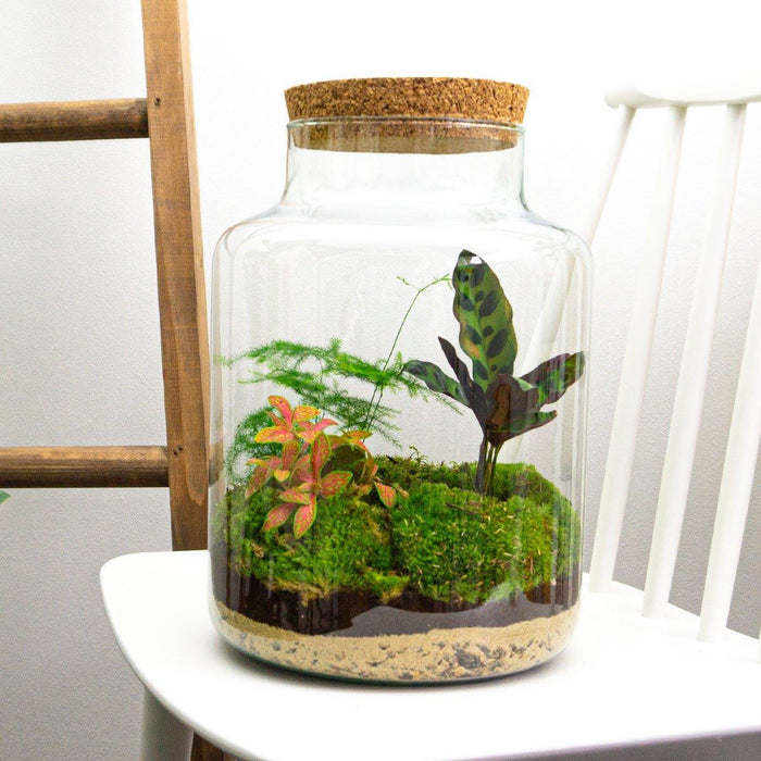DIY Terrarium Kit - Mila