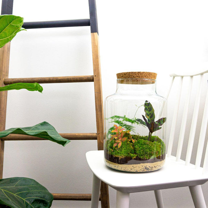 DIY Terrarium Kit - Mila