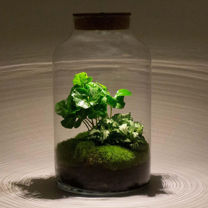 DIY Terrarium Kit - Mila