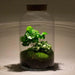 DIY Terrarium Kit - Mila