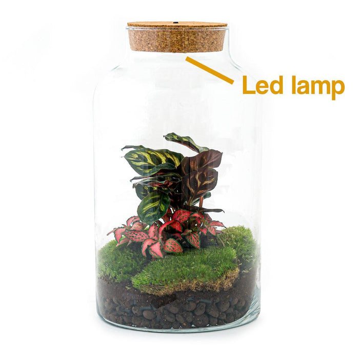 DIY Terrarium Kit - Mila