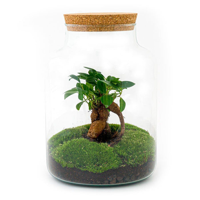 DIY Terrarium Kit - Mila