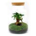 DIY Terrarium Kit - Mila