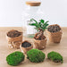 DIY Terrarium Kit - Mila
