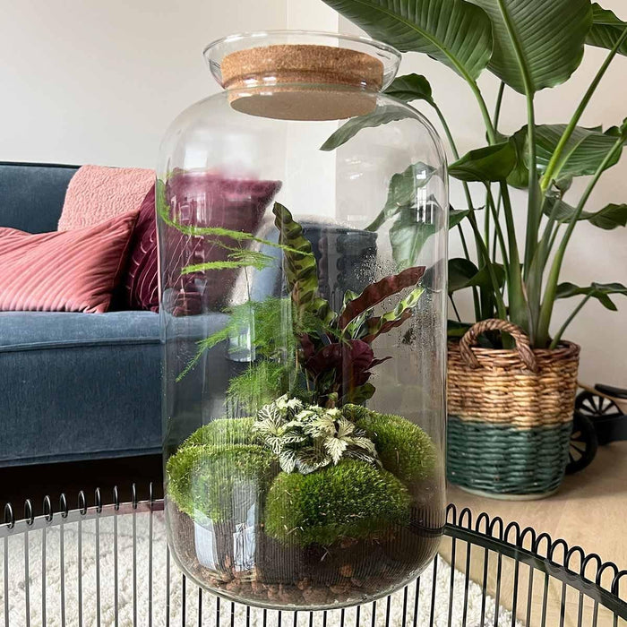 DIY Terrarium Kit - Salg