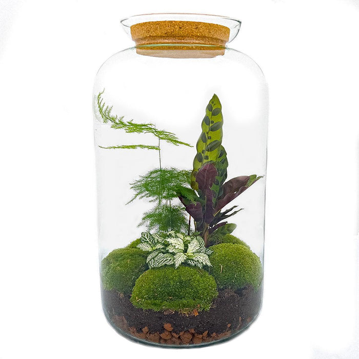 DIY Terrarium Kit - Salg