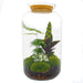 DIY Terrarium Kit - Salg