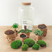 DIY Terrarium Kit - Salg