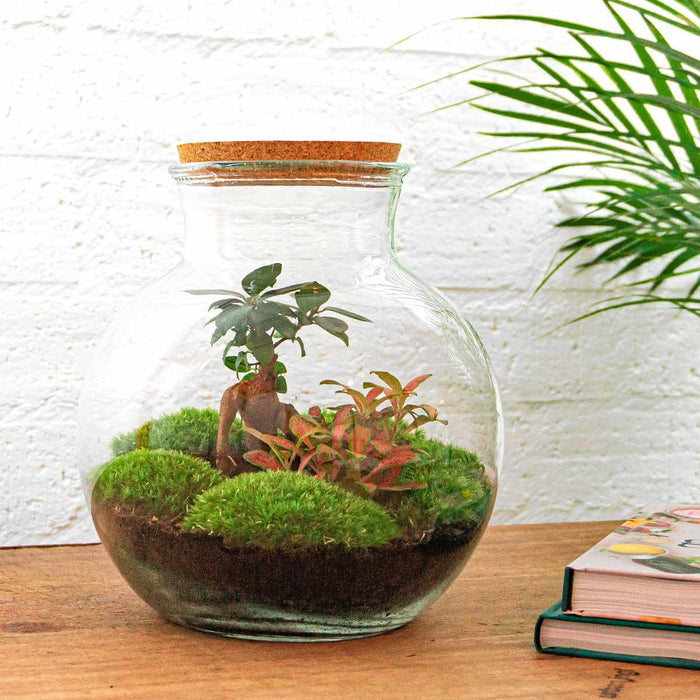 DIY Terrarium Kit - Teddy