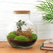 DIY Terrarium Kit - Teddy