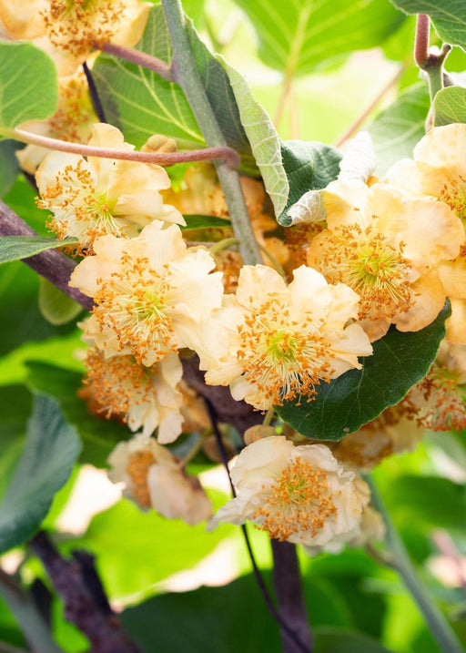 Kiwi (Actinidia Deliciosa) 'Jenny' - Frugtbusk