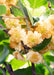 Kiwi (Actinidia Deliciosa) 'Jenny' - Frugtbusk