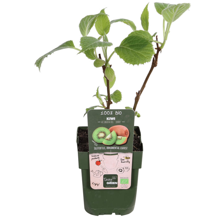 Kiwi (Actinidia Deliciosa) 'Jenny' - Frugtbusk