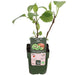 Kiwi (Actinidia Deliciosa) 'Jenny' - Frugtbusk