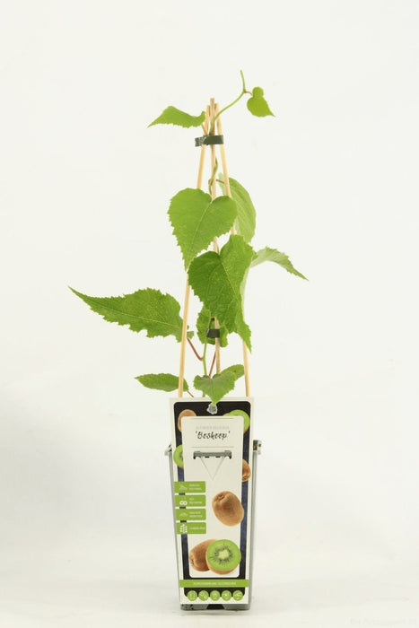 Kiwi (Actinidia Deliciosa) 'Jenny' - Frugtbusk