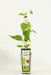 Kiwi (Actinidia Deliciosa) 'Jenny' - Frugtbusk