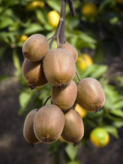 Kiwi (Actinidia Deliciosa) 'Jenny' - Frugtbusk