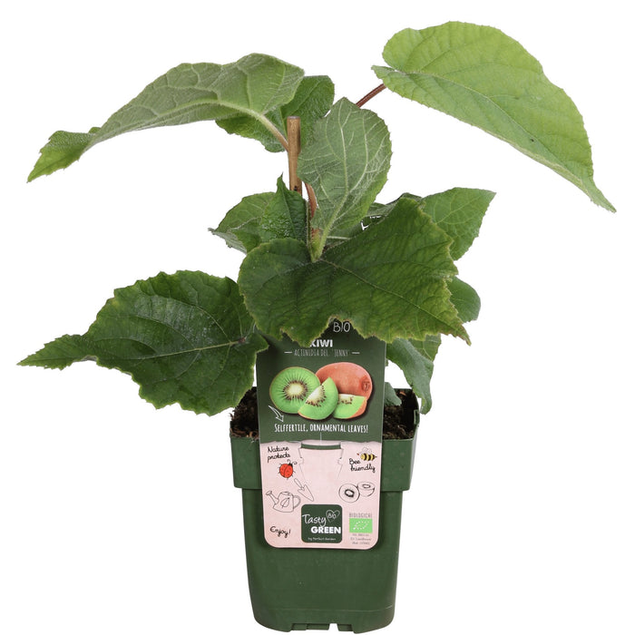 Kiwi (Actinidia Deliciosa) 'Jenny' - Frugtbusk
