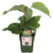 Kiwi (Actinidia Deliciosa) 'Jenny' - Frugtbusk
