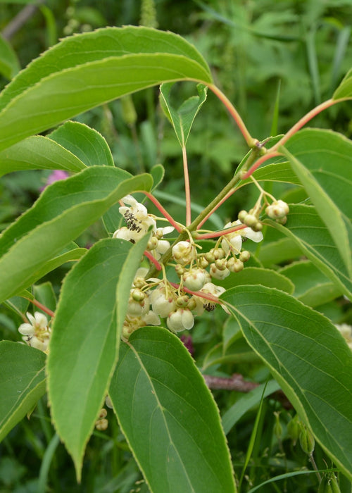 Kiwi Arguta Issai - Frugtbusk