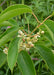 Kiwi Arguta Issai - Frugtbusk