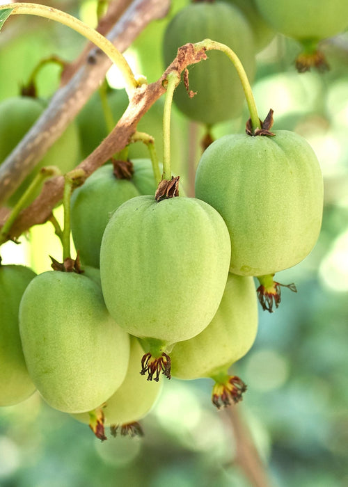 Kiwi Arguta Issai - Frugtbusk