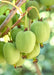 Kiwi Arguta Issai - Frugtbusk