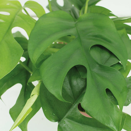 Kokodama Monstera - Sæt Med 2