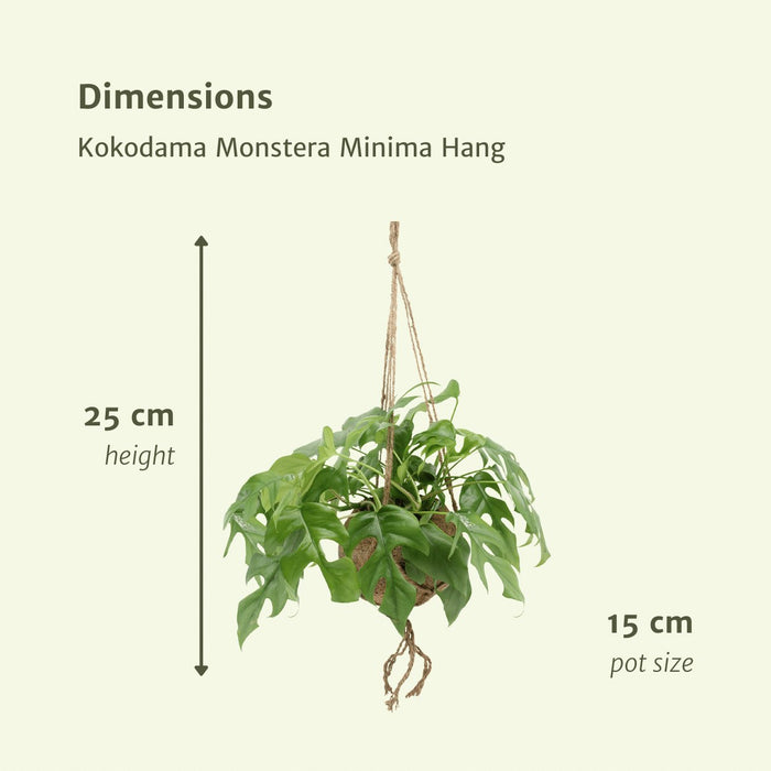 Kokodama Monstera - Sæt Med 2