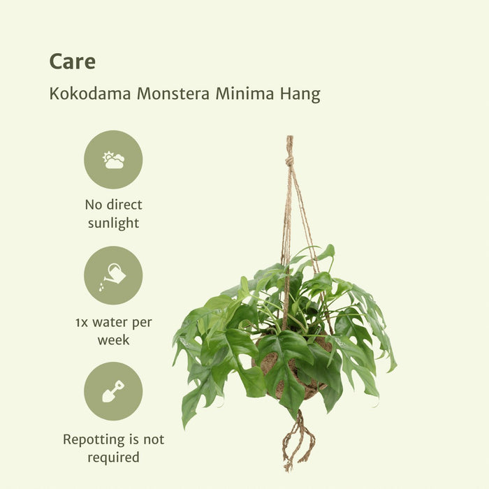 Kokodama Monstera - Sæt Med 2