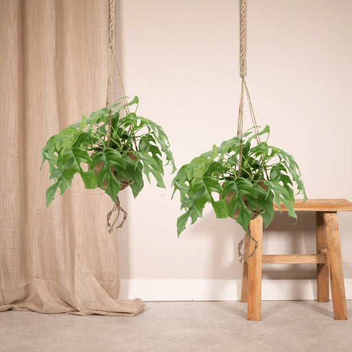 Kokodama Monstera - Sæt Med 2