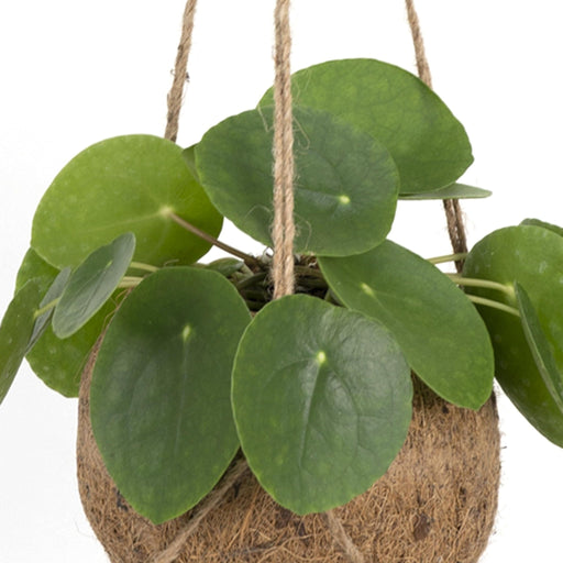Kokodama Pilea Peperomiodes H20Cm