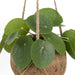 Kokodama Pilea Peperomiodes H20Cm