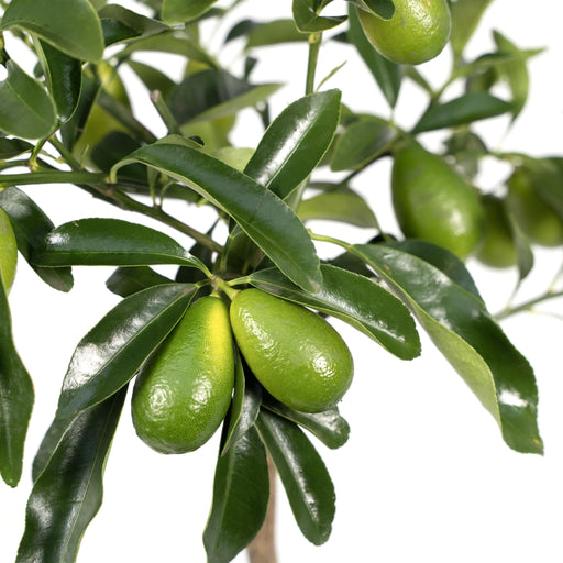 Kumquat Fortunella - 45 Cm - Ø15 - Udendørs Frugtbusk