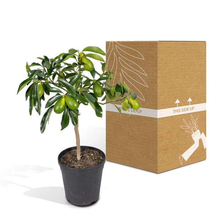 Kumquat Fortunella - 45 Cm - Ø15 - Udendørs Frugtbusk