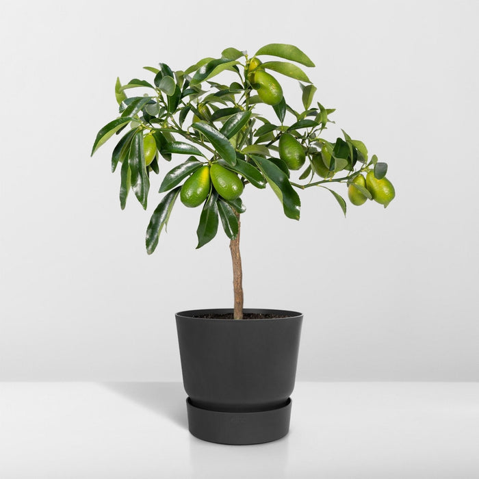 Kumquat Fortunella - 45 Cm - Ø15 - Udendørs Frugtbusk
