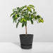 Kumquat Fortunella - 45 Cm - Ø15 - Udendørs Frugtbusk