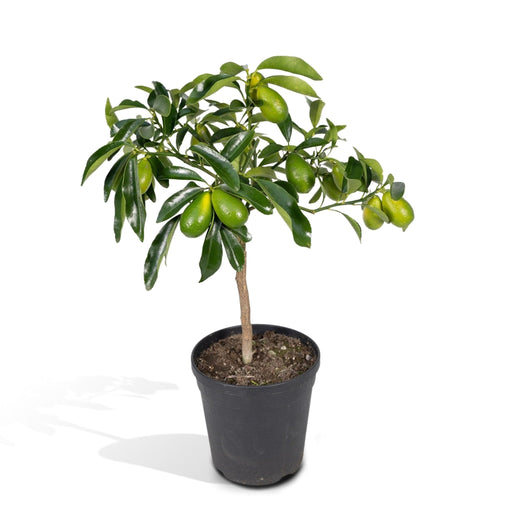 Kumquat Fortunella - 45 Cm - Ø15 - Udendørs Frugtbusk