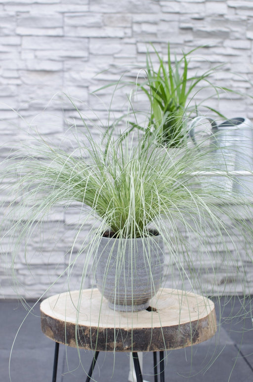 Sedge Carex Comans 'Frosted Curls' - ↨30Cm - Ø14 - Udendørs Flerårig Plante