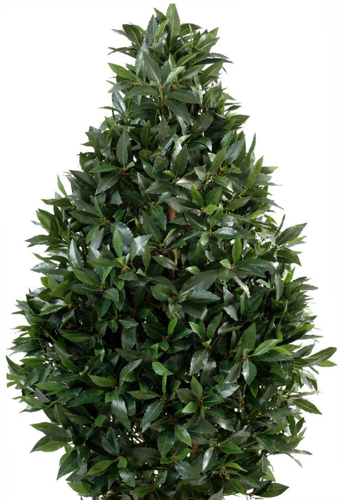 Kunstig Laurbærtopiary 160 Cm Indendørs Plante