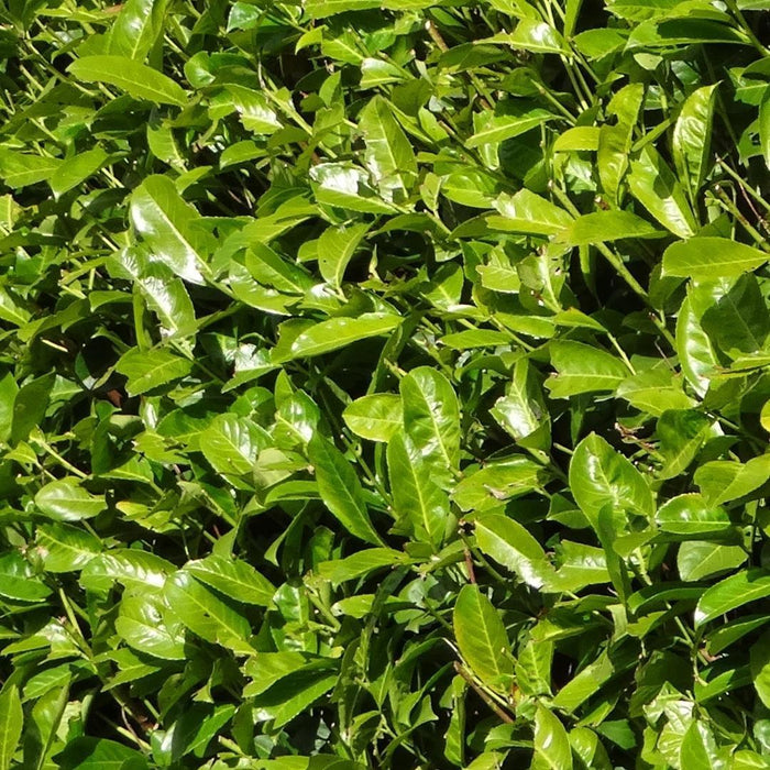 Cherry Laurel H125Cm Til 10 Lineære Meter Hæk 25X12L