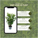 Cherry Laurel H125Cm Til 10 Lineære Meter Hæk 25X12L