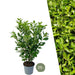 Cherry Laurel H125Cm Til 10 Lineære Meter Hæk 25X12L