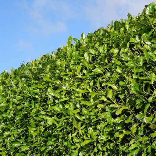 Cherry Laurel H125Cm Til 10 Lineære Meter Hæk 25X12L