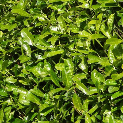 Cherry Laurel H150Cm Til 10 Lineære Meter Hæk 20X15L