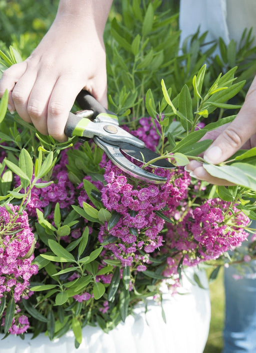Får Laurel 'Rubra' - ↨20Cm - Ø15Cm - Blomstrende Udendørs Plante