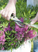 Får Laurel 'Rubra' - ↨20Cm - Ø15Cm - Blomstrende Udendørs Plante