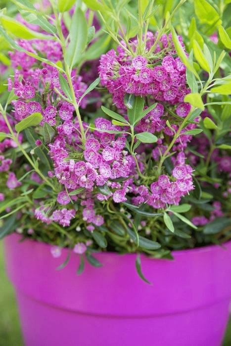 Får Laurel 'Rubra' - ↨20Cm - Ø15Cm - Blomstrende Udendørs Plante